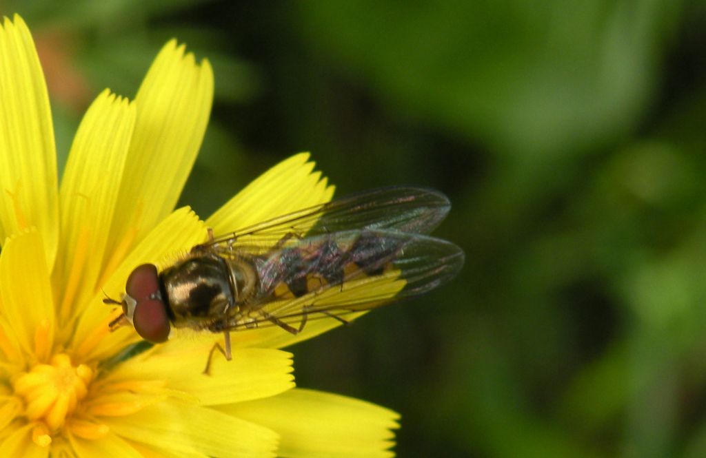 Platycheirus scutatus?